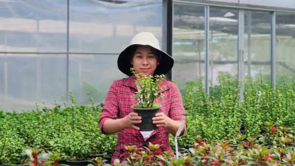 Kertész Kezében Kis Növény Pot Nézi Kamera Üvegházban Boldog Ázsiai — Stock videók
