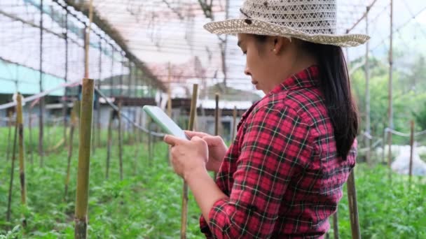 農業園でマリーゴールドの苗をスマートフォンで調べるアジアの庭師の女性 近代農業の概念 — ストック動画
