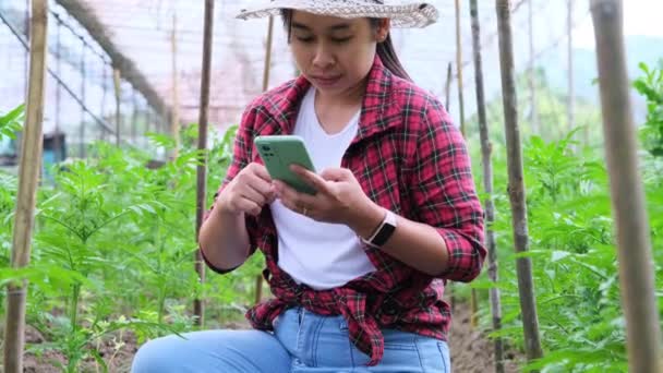 Mulher Jardineiro Asiático Usando Smartphone Inspecionando Mudas Calêndula Jardim Agricultura — Vídeo de Stock
