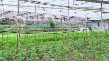 Bahçe sahibi, çalışanlara bahçedeki bitkilerin kalitesinden memnun olmadığını akıllı telefondan söylüyor..