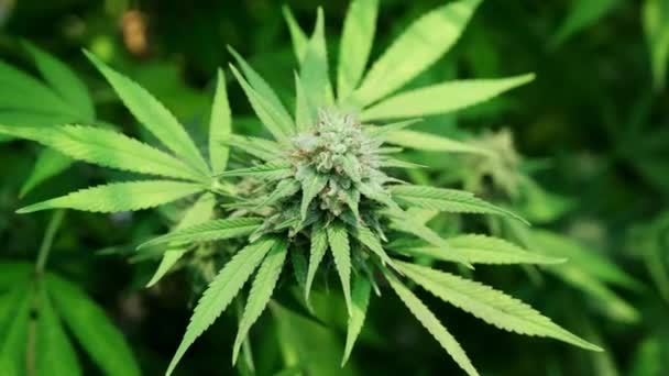 Close Plantas Cannabis Inflorescências Cânhamo Cultivadas Grandes Plantas Interior Produção — Vídeo de Stock