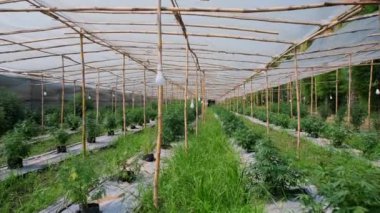 Kamera, büyük seralarda kontrol altında büyüyen tıbbi kenevir bitkileri boyunca hareket ediyor. Alternatif bitkisel ilaç ve CBD yağı üretimi.