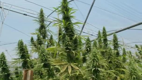 Plantas Medicinales Cannabis Cultivadas Condiciones Controladas Grandes Invernaderos Producción Plantas — Vídeos de Stock