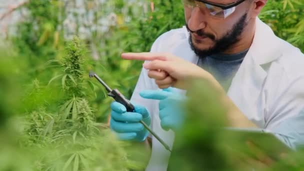 Investigadores Profesionales Están Revisando Las Plantas Controlando Calidad Las Plantas — Vídeo de stock