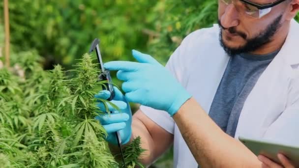 Professionele Onderzoekers Controleren Planten Doen Kwaliteitscontrole Van Legaal Geteelde Cannabisplanten — Stockvideo