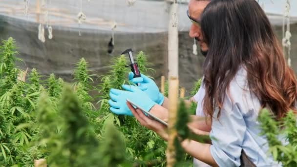 Professionele Onderzoekers Controleren Planten Doen Kwaliteitscontrole Van Legaal Geteelde Cannabisplanten — Stockvideo