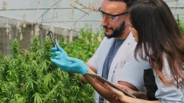 Profesjonalni Naukowcy Sprawdzają Rośliny Przeprowadzają Kontrolę Jakości Legalnie Uprawianych Roślin — Wideo stockowe