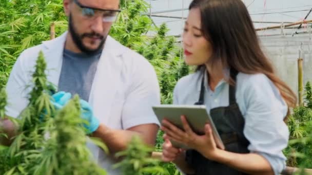 Professional Researchers Checking Plants Doing Quality Control Legally Grown Cannabis — Stock Video