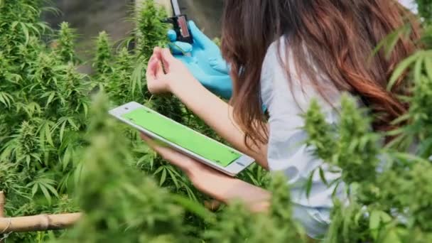 Professional Researchers Checking Plants Doing Quality Control Legally Grown Cannabis — Stock Video