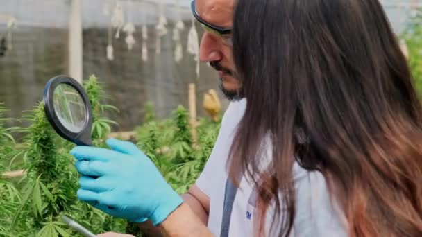 Professionele Onderzoekers Controleren Planten Doen Kwaliteitscontrole Van Legaal Geteelde Cannabisplanten — Stockvideo