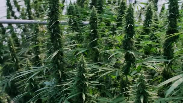 Infiorescenze Cannabis Medica Canapa Coltivate Condizioni Controllate Grandi Serre Produzione — Video Stock
