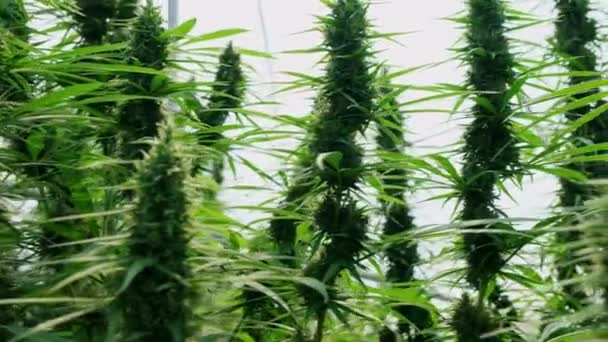 Infiorescenze Cannabis Medica Canapa Coltivate Condizioni Controllate Grandi Serre Produzione — Video Stock