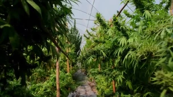 カメラは 大きな温室で制御された条件下で栽培された医療大麻植物に沿って移動します 代替の漢方薬やCbd油の生産 — ストック動画