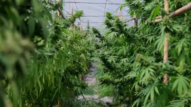 Cámara Mueve Largo Plantas Medicinales Cannabis Cultivadas Condiciones Controladas Grandes — Vídeos de Stock