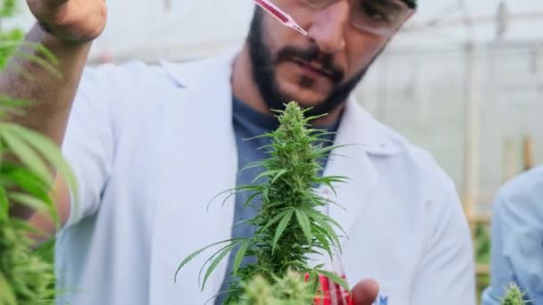 Wetenschappers Onderzoeken Planten Doen Kwaliteitscontrole Van Legaal Geteelde Cannabisplanten Voor — Stockvideo