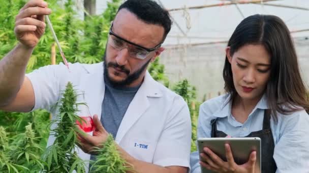 科学家正在对植物进行检查 并在温室中为医疗目的对合法种植的大麻植物进行质量控制 替代草药和Cbd油的生产 — 图库视频影像