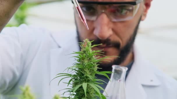 科学家正在对植物进行检查 并在温室中为医疗目的对合法种植的大麻植物进行质量控制 替代草药和Cbd油的生产 — 图库视频影像