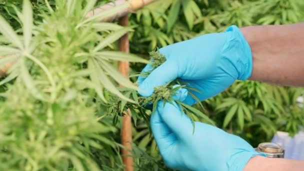 Wetenschappers Onderzoeken Planten Doen Kwaliteitscontrole Van Legaal Geteelde Cannabisplanten Voor — Stockvideo