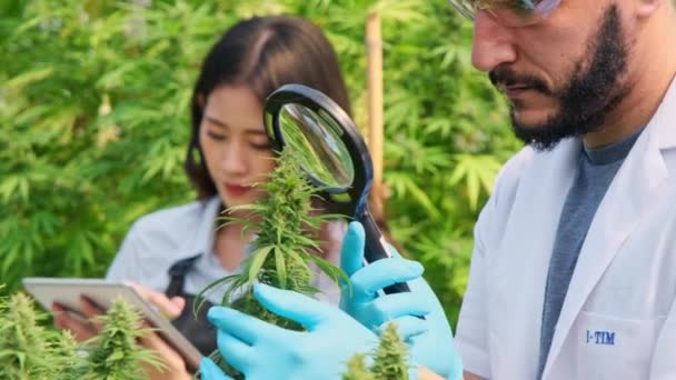 Tudósok Növényeket Vizsgálnak Üvegházakban Gyógyászati Célból Legálisan Termesztett Kannabisznövényeket Minőségellenőrzésnek — Stock videók