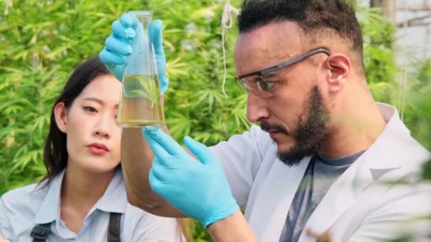 Los Científicos Están Examinando Las Plantas Haciendo Control Calidad Las — Vídeo de stock