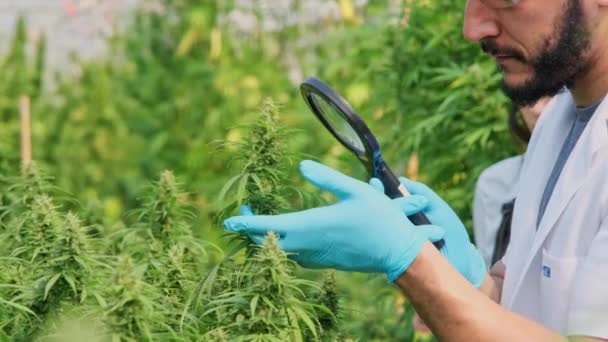 Wetenschappers Onderzoeken Planten Doen Kwaliteitscontrole Van Legaal Geteelde Cannabisplanten Voor — Stockvideo