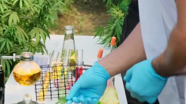 Forskare Undersöker Växter Och Utför Kvalitetskontroll Lagligt Odlade Cannabisväxter För — Stockvideo