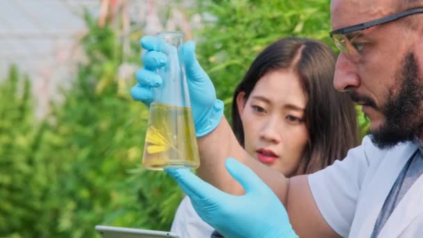 Bilim Insanları Bitkileri Inceliyor Seralardaki Tıbbi Amaçlar Için Yasal Olarak — Stok video