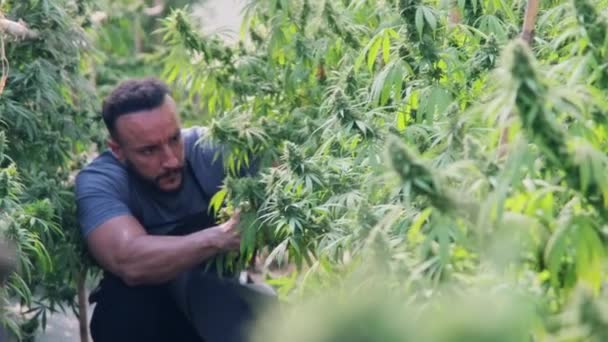 Forskare Förkläde Bär Trälådor Och Samlar Prover Lagligt Odlade Cannabisväxter — Stockvideo