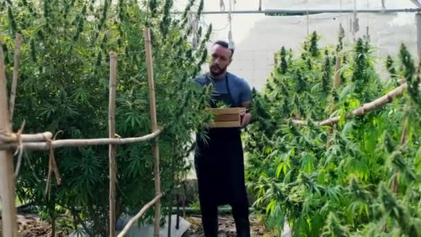 Forscher Vorfeld Tragen Holzkisten Und Sammeln Proben Legal Angebauter Cannabispflanzen — Stockvideo