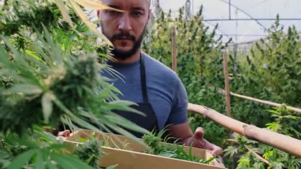 Investigadores Delantal Llevan Cajas Madera Recogen Muestras Plantas Cannabis Cultivadas — Vídeo de stock