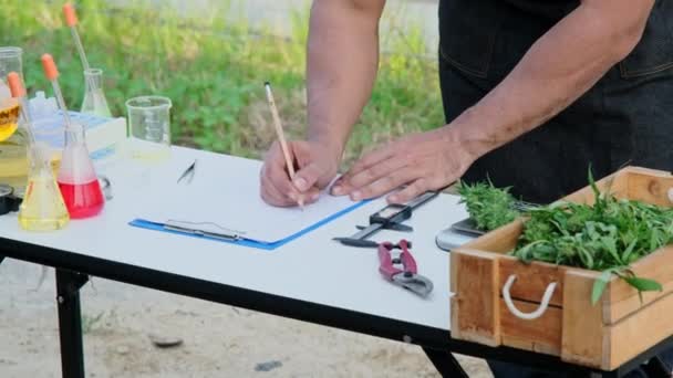 Forskare Ett Förkläde Trimmar Färska Marijuana Knoppar Efter Skörd Vetenskapen — Stockvideo