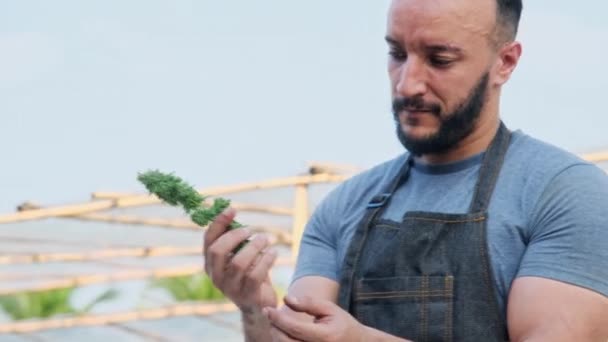 Les Chercheurs Dans Tablier Coupent Les Bourgeons Marijuana Fraîche Après — Video