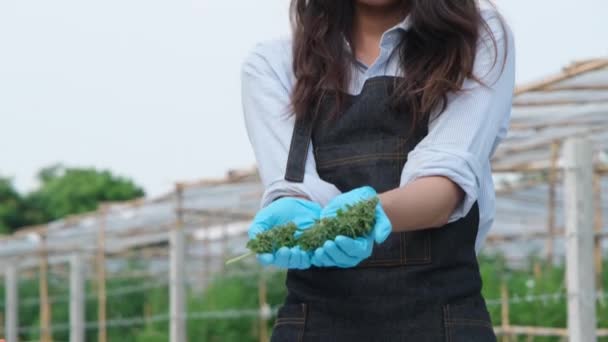 앞치마를 연구가 새로운 마리화나 꽃봉오리를 다듬는다 과학은 약재와 식용유 생산에 — 비디오