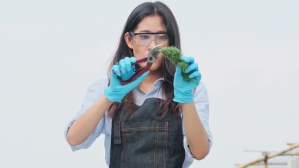 科学家检查了用于生产替代草药和头孢沙丁油的大麻植物 研究人员检查植物并控制合法种植的用于医疗目的的大麻植物的质量 — 图库视频影像