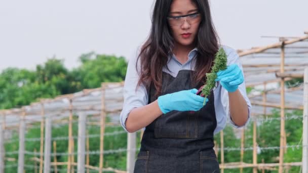 科学家检查了用于生产替代草药和头孢沙丁油的大麻植物 研究人员检查植物并控制合法种植的用于医疗目的的大麻植物的质量 — 图库视频影像