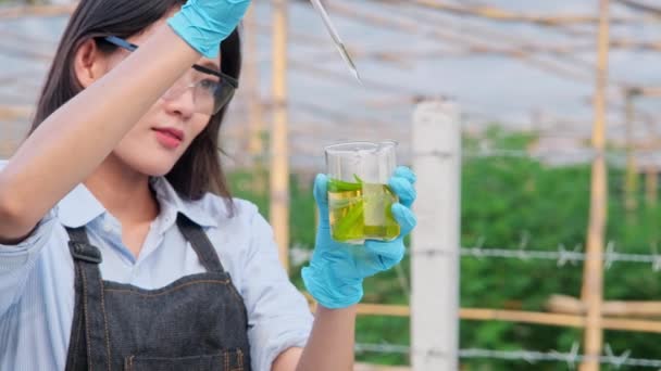 Naukowcy Badają Rośliny Konopi Wykorzystywane Produkcji Alternatywnych Leków Ziołowych Oleju — Wideo stockowe
