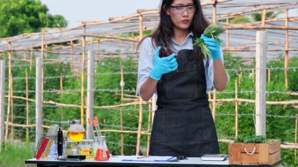 Les Scientifiques Examinent Les Plantes Chanvre Utilisées Pour Produire Des — Video