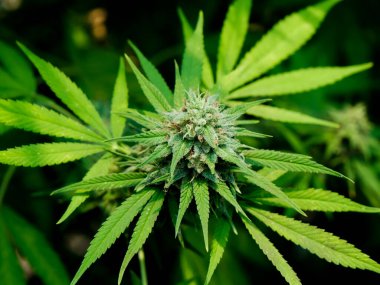Tıbbi kenevir bitkileri büyük seralarda kontrol altında yetişir. Alternatif bitkisel ilaç ve CBD yağı üretimi.