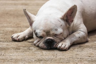 İngiliz Bulldog yerde yatıyor. Sevimli evcil hayvan konsepti