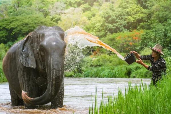 Chiang Mai Tailandia Mayo 2022 Elefantes Tailandeses Tomando Baño Con — Foto de Stock