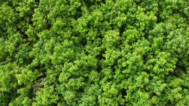 Aerial View Green Trees Rainy Season Tropical Forest Rural Northern — Video Stock