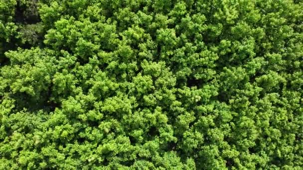 Aerial View Cultivation Trees Plantation Outdoor Nursery Beautiful Agricultural Garden — Video Stock