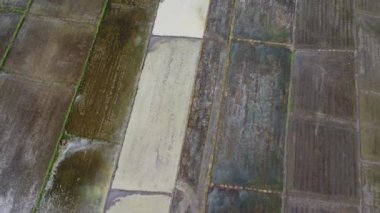 Dışarıdaki fidanlığa pirinç dikme görüntüsü. Kırsal tarım endüstrisi. İnsansız hava araçlarının tarımsal arka planı.