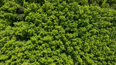 Aerial view of tropical trees in the rainy season in rural northern Thailand. Drone flying over the forest. Natural background from a drone.