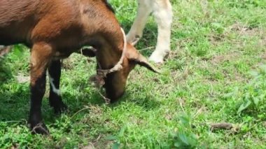 Goats grazing on grass in farm. Agriculture.