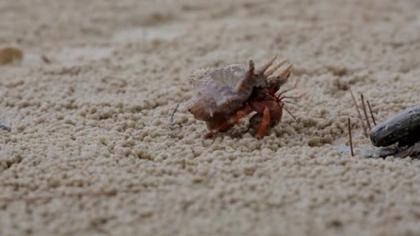 Small Hermit Crab Beach Tropical Island Hermit Crab Use Empty — Wideo stockowe