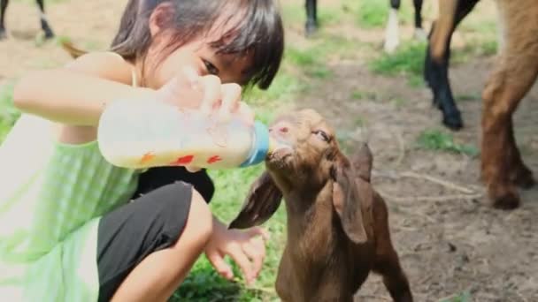 Asian Little Girl Feeding Baby Goat Milk Bottle Cute Little — Stockvideo