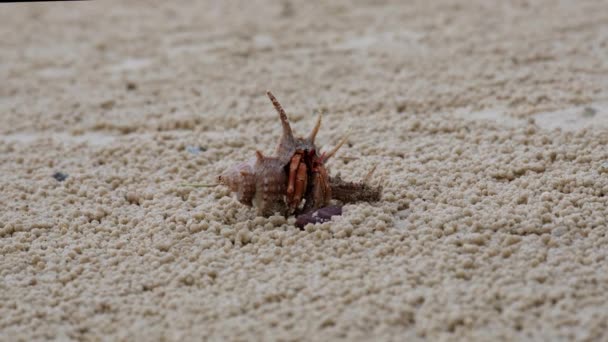 Small Hermit Crab Beach Tropical Island Hermit Crab Use Empty — ストック動画