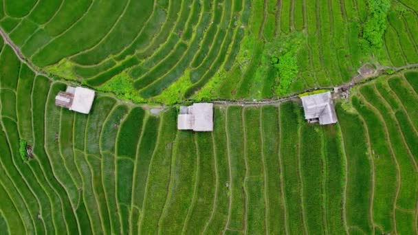 Aerial View Green Wavy Field Sunny Day Beautiful Green Area — Videoclip de stoc