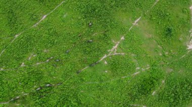 Aerial view of group of cows on a rural meadow in a bright morning. Beautiful green area of agricultural land or pasture in the rainy season of northern Thailand.